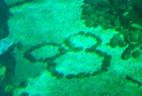 Hidden Mickey in the Aquarium at the Caribbean Coral Reef.