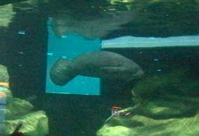 Manatees are rehabilitated at the facilities at the Seas with Nemo and Friends